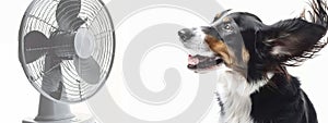Pure joy and delight of a dog with flying ears basking in the refreshing breeze from a fan, its fur ruffling, white background. photo