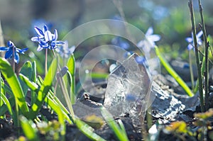 Pure large transparent quartz crystal close-up on a background of spring blooming blue snowdrops