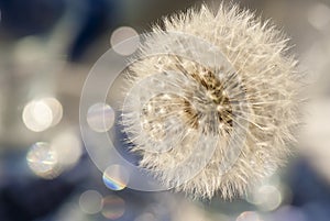 Pure lightness, dandelion and bokeh photo