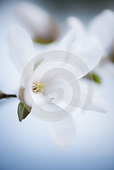 Pure Magnolia