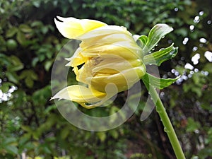 pure natural flower for garden DELIYA