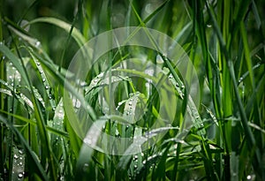 Pure nature closeup at spring in saarland