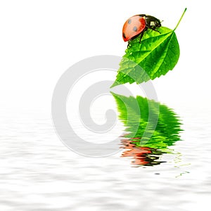 Pure nature concept - ladybird leaf and water