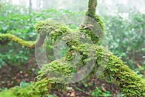 Pure nature, fresh moss and lichen in the root of old tree, ancient tropical forest in the mist blurred backgrounds. Doi Pha Hom