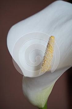 Serene Beauty: Soft Focus White Calla Lily Portrait photo