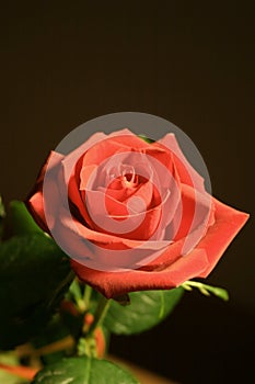 Pure red rose