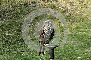 Pure Saker Falcon