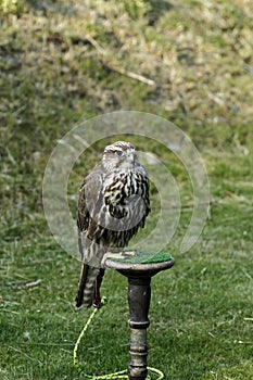 Pure Saker Falcon