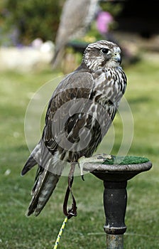 Pure Saker Falcon