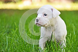 Pure snow white baby Boxer puppy outdoors