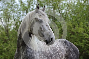 Pure Spanish horse against  nature background