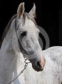 Pure Spanish Horse or PRE, portrait against dark background
