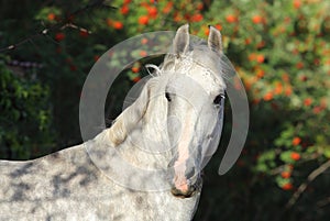 Pure Spanish Horse or PRE, portrait against  dark background