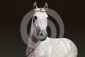 Pure Spanish Horse or PRE, portrait against dark stable background