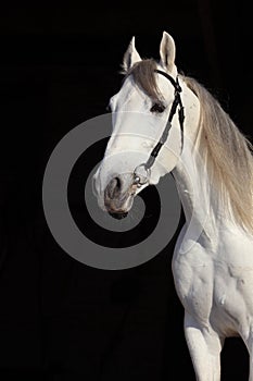 Pure Spanish Horse or PRE, white stallion portrait against  dark background