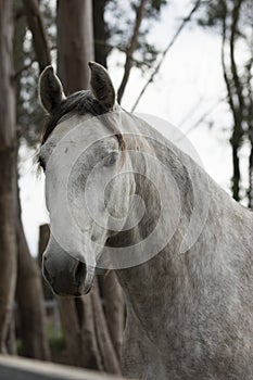 Pure Spanish Mare in a cloudy day