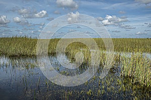 Pure swampland in Everglades, Florida, USA