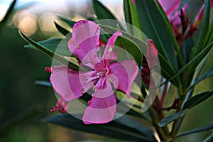 a pure touch of nature,beautiful pink flower