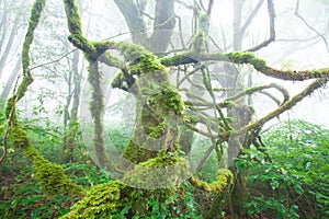 Pure tropical rainforest in the mist