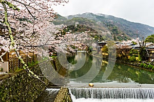 Pure water and sakura flower