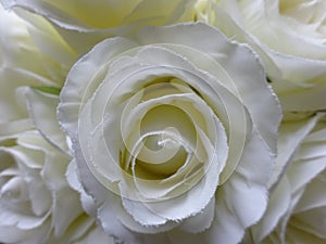 Pure wedding white roses background