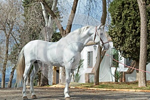 Pure white Andalusian stallion poseing  in garden. spring time photo