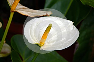 Pure White Anthurium Flower with Yellow Spadix