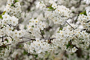 Pure white apple blossoms of spring time.