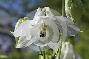 Pure White Aquilegia Flower