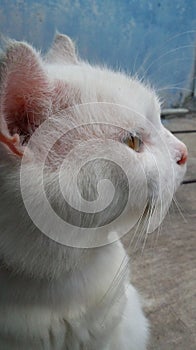 Pure white cat angora with turquoise blue eyes and pink defective ears