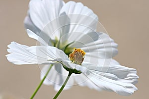 Pure White Cosmos Blossoms