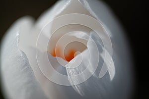 Pure white crocus flower macro. Soft petals, selective focus.