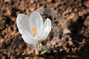 Pure white crocus flowering alone on the empty ground