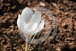 Pure white crocus flowering alone on the empty ground