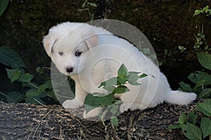 A pure white cute puppy resting on a dead treetrunk.