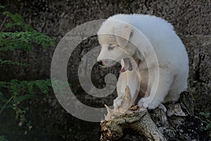 A pure white cute puppy resting on a dead treetrunk.