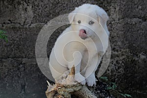 A pure white cute puppy resting on a dead treetrunk.