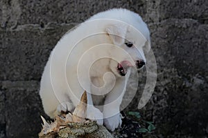 A pure white cute puppy resting on a dead treetrunk.