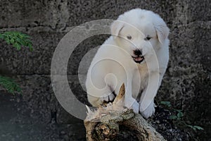 A pure white cute puppy resting on a dead treetrunk.