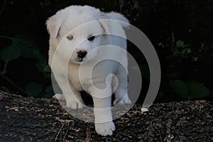 A pure white cute puppy resting on a dead treetrunk.