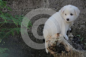 A pure white cute puppy resting on a dead treetrunk. photo