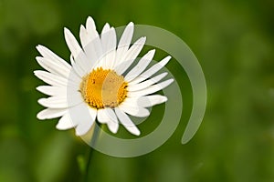 A pure white daisy flower growing in a botanical garden or grassy fields in Spring. A beautiful isolated, natural