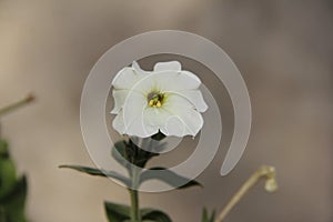 Pure white flower with beautiful background