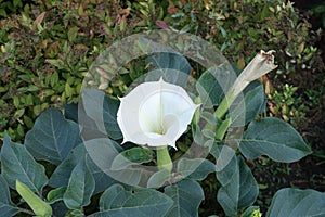 Pure white flower of Datura innoxia