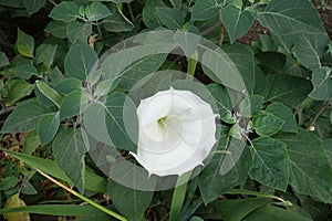 Pure white flower in the leafage of Datura