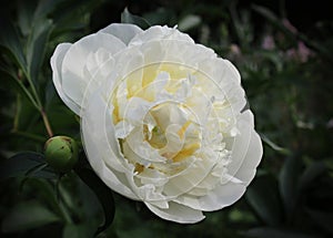 Pure White Flower of a Peony Plant