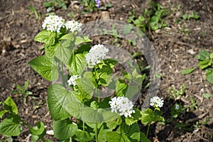 Pure white flowers of Alliaria petiolata