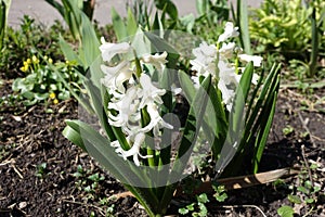 Pure white flowers of hyacinths