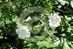Pure white flowers in the leafage of Hibiscus syriacus photo