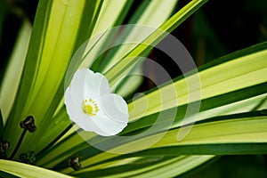 Pure white flowers with leaves